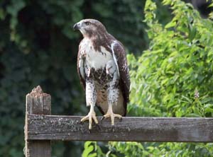 Immature red tailed hawk_300mm_f8_IMG_1385