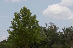 IMG_3135_UV