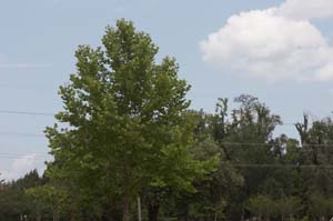 IMG_3136_none