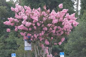 IMG_3154_none