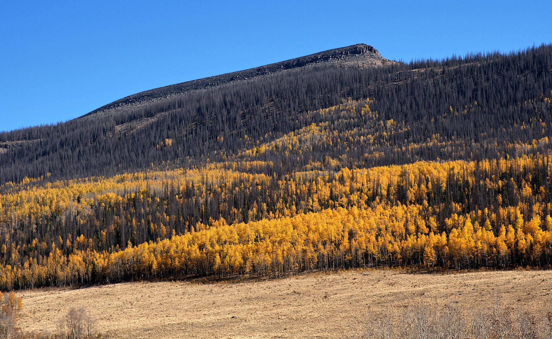 Basalt column ridge and aspen near Clear Creek.