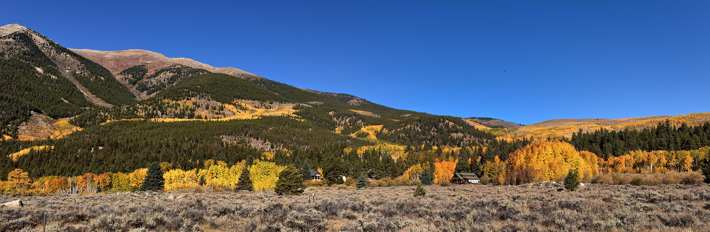 Pine and Aspen on hillside at Twin Lake