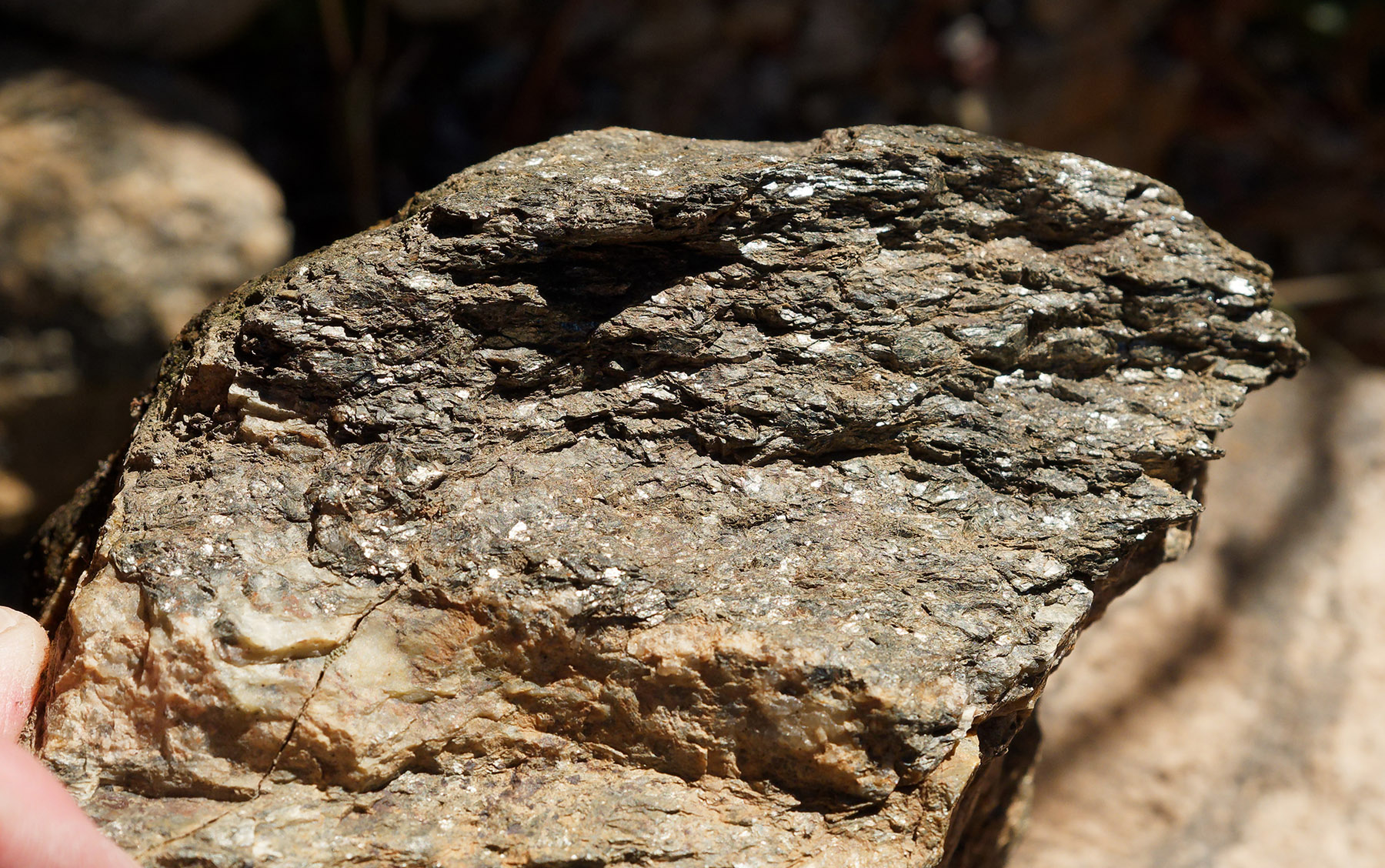 Muscovite-rich Precambrian schist from roadcut on Colorado Highway 82 near Independence Pass.