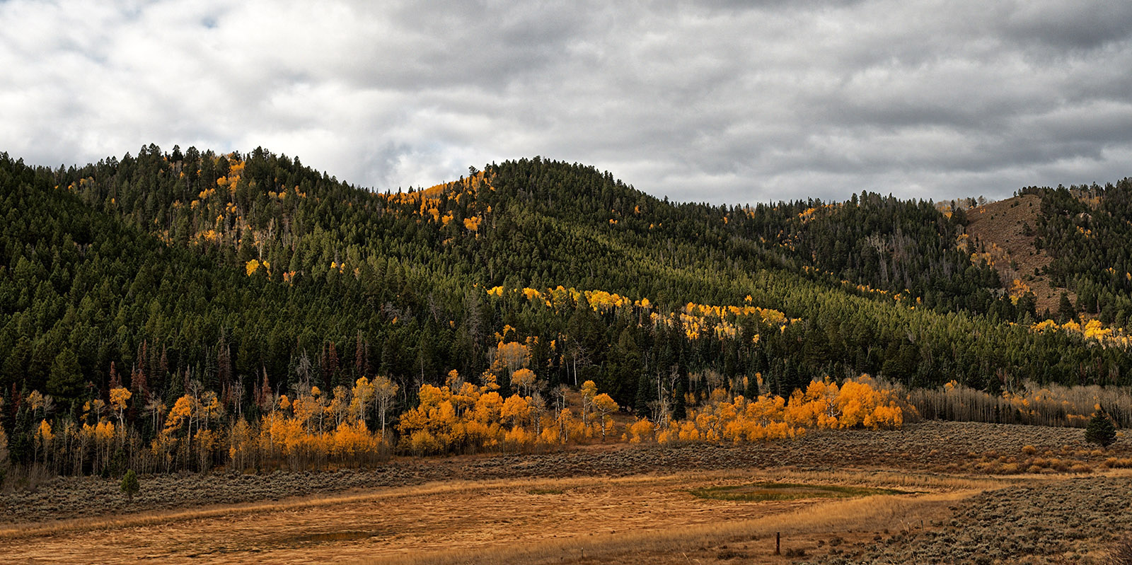 Aspen and Pine along Trough Rd Southwest of Kremmling, Co.