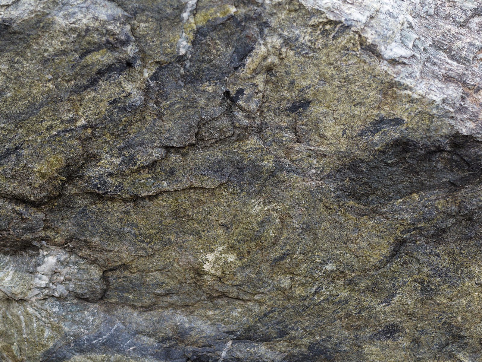 Green metabasalt in the road cut near Loft Mountain Overlook.  The green color of metabasalt is due to marked heating and pressure during metamorphism.  Hot fluid carries calcium from one portion of metabasalt to another to form epidote pods.  Magnesium and sodium are transported from the epidote pod to surrounding basalt.