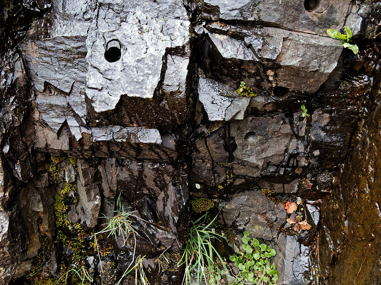 Wet metabasalt dike in roadcut near Little Devils Staircase Overlook.  There are geologist bore holes.  Samples were probably take for chemical analysis and radiometric aging.