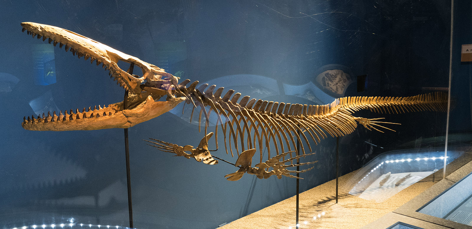 McWane Science Center, Birmingham AL.  Reproduction of Clidastes moorevillensis an 11 foot long mosasaur from the Late Cretaceous Peroid (80 MA) whose fossils were found in Greene County AL.  Mosasaurs were dominant reptilian marine predators with a diet of fishes including sharks, smaller mosasaurs, turtles and ammonites.  During the late cretaceous period the southern half of what is now Alabama was a warm shallow ocean with large numbers of fishes, sea turtles, sharks and marine reptiles.  Many of them grew to enormous size.