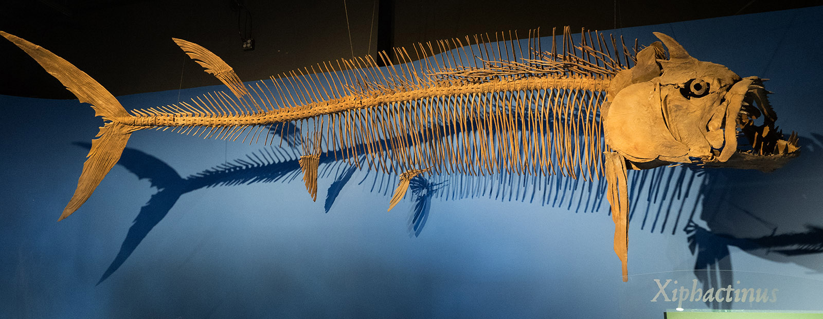 Reproduction of Xiphactinus audax a 17 foot long late Cretaceous fish (Bulldog fish).  Alabama is one of the best places to find fossilized remains of Cretaceous aged fishes.  McWane Science Center