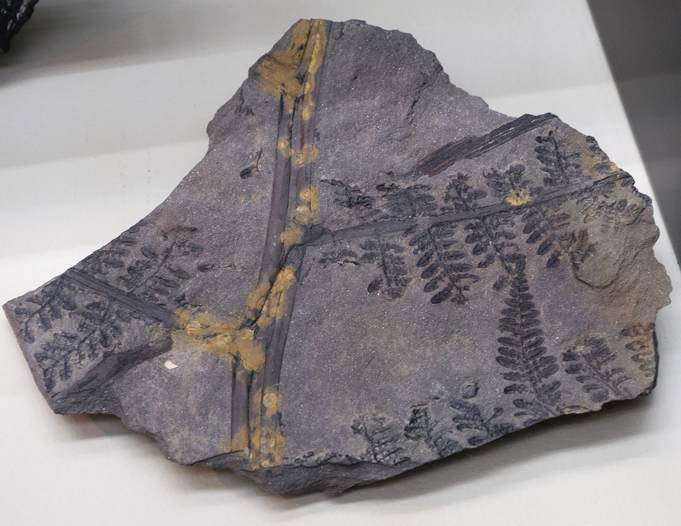 Fossils of Lyginopteris hoenighhausi, a seed fern in slate from the Pennsylvanian Period.  Slate from Union Chapel Coal Mine.  Anniston Museum of Natural History