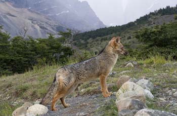 Red fox