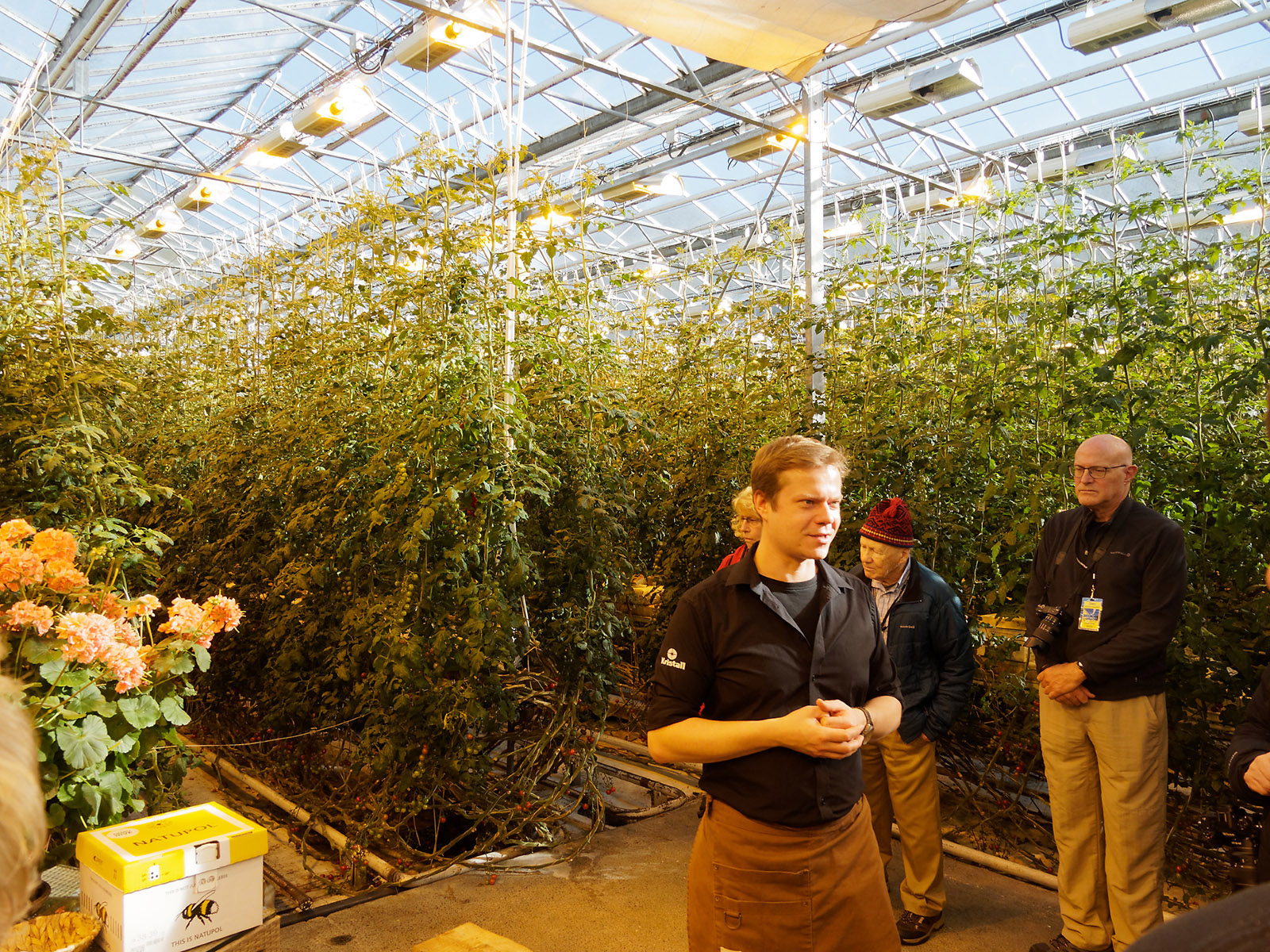 Lunch stop at commercial hydroponic tomato farm (Fridheimar) on 2nd day of tour.   Relatively inexpensive geothermal electric power for growth lamps and heat from circulating geothermal hot water allow year-round commercial tomato production so that Iceland grows most of its own tomatoes.