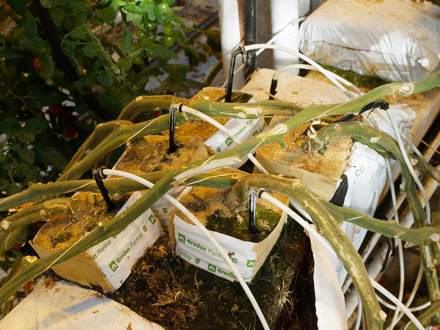 Fed and watered hydroponic tomato roots.