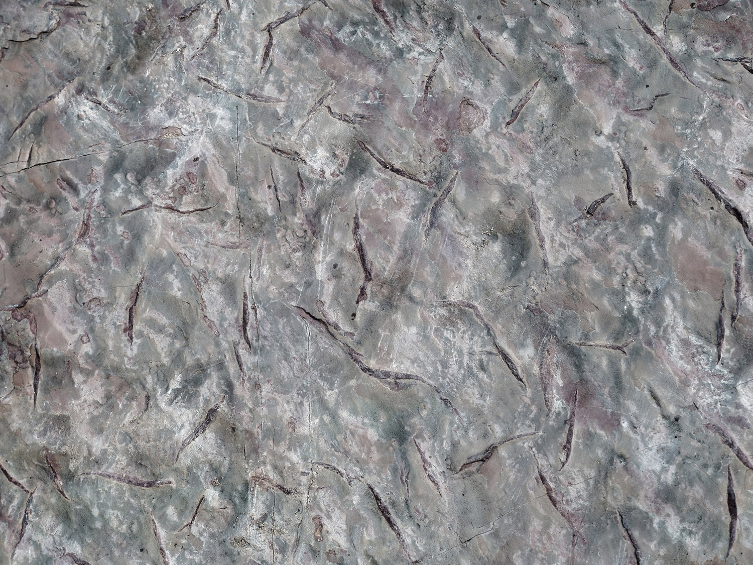 Grinnell formation:  Mud cracks.
