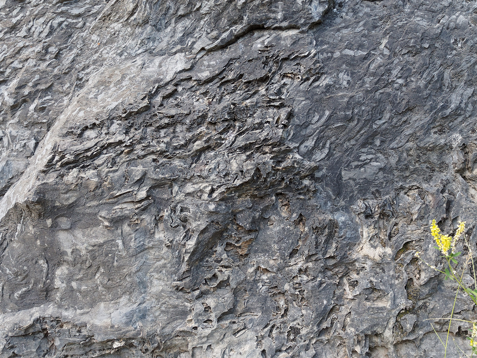 Stromatolytes in Helena Formation.  These stromatolyte remnants resembling cabbage heads were formed by colonies of cyanobacteria, Conophyton.  These organisms were the first major life form to produce large amounts of oxygen through photosynthesis and alter Earth's atmosphere so that it could support animal life.