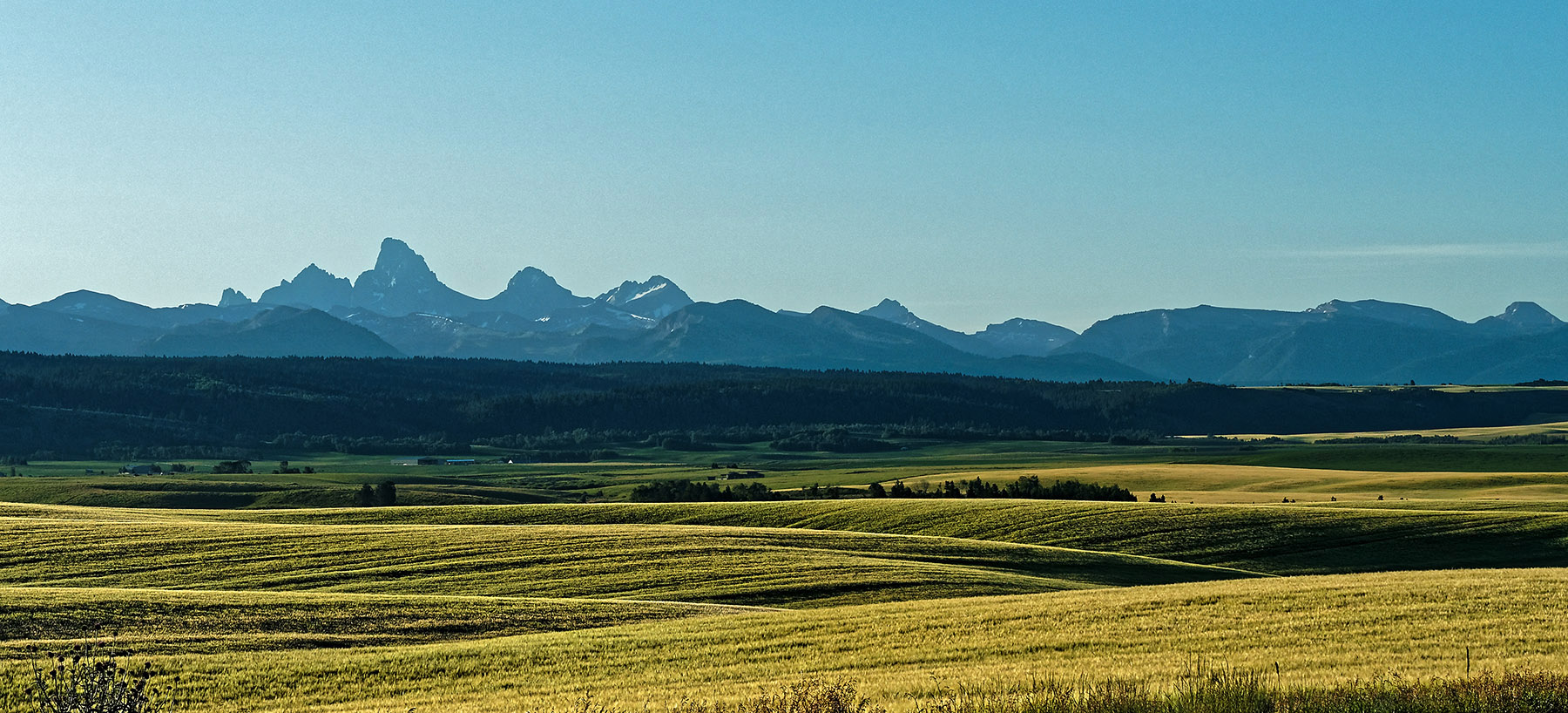 Wheat fields at sunrise in Teton Valley, Idaho on the western side of the Grand Tetons.