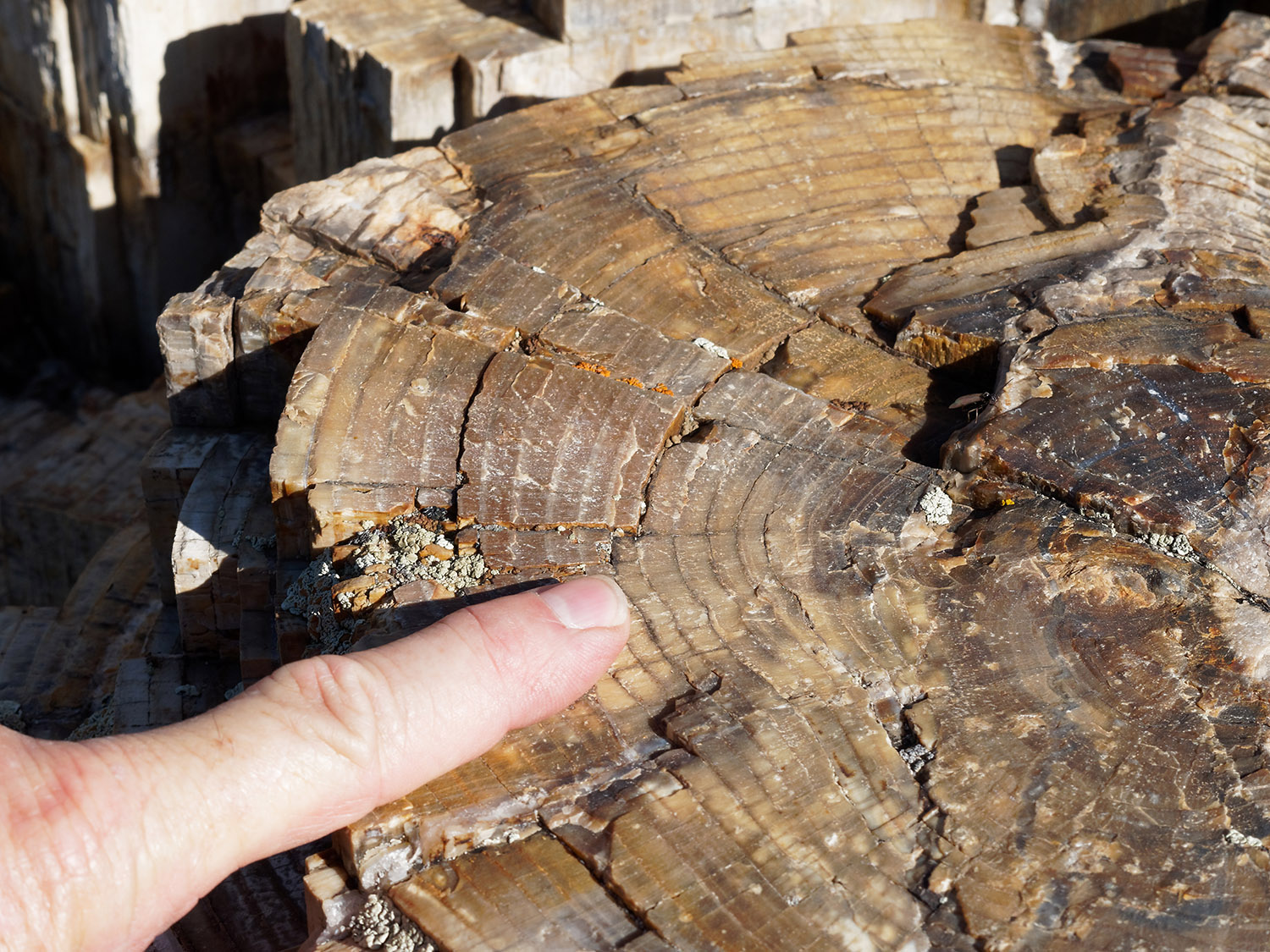 Wood and bark structurel is maintained in the petrified tree.