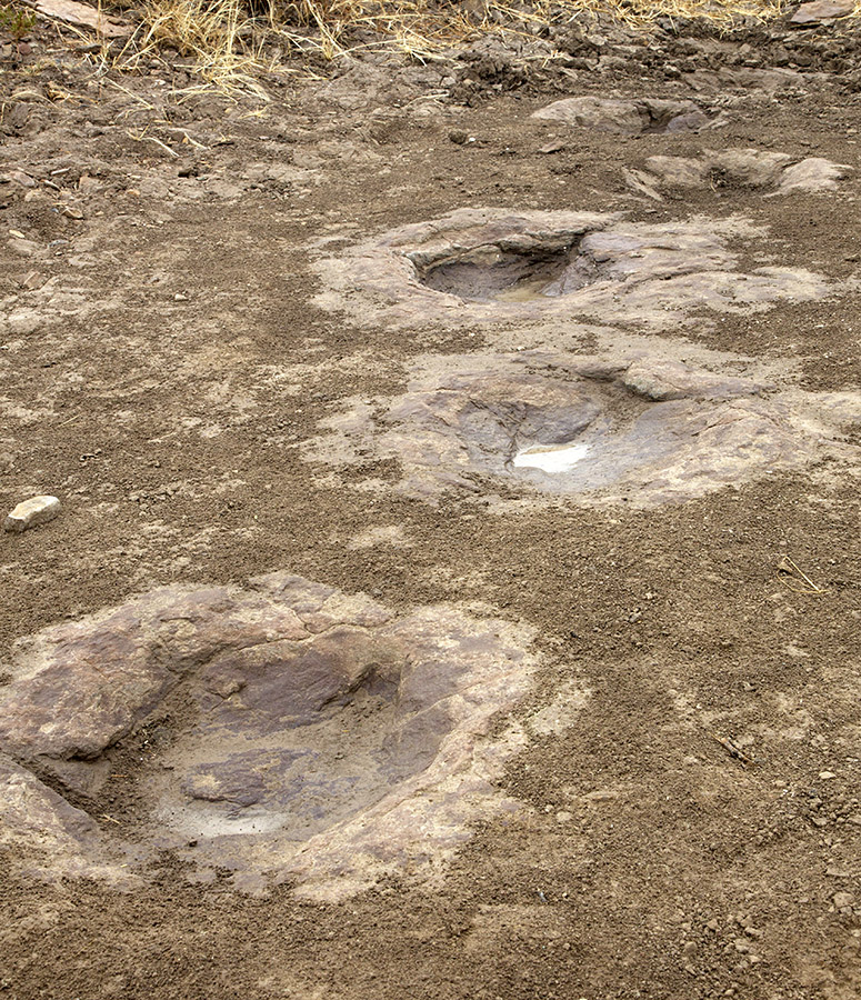 Dinosaur tracks in sandstone These tracks were formed by the footprints of either a small theropod (e.g., Allosaurus) or ornithopod bipedal dinosaur in the Jurassic period (150 million years ago). The sandstone layer was uncovered by water erosion in a creek bed near the entrance to the Black Mesa Summit trail outside Kenton, OK