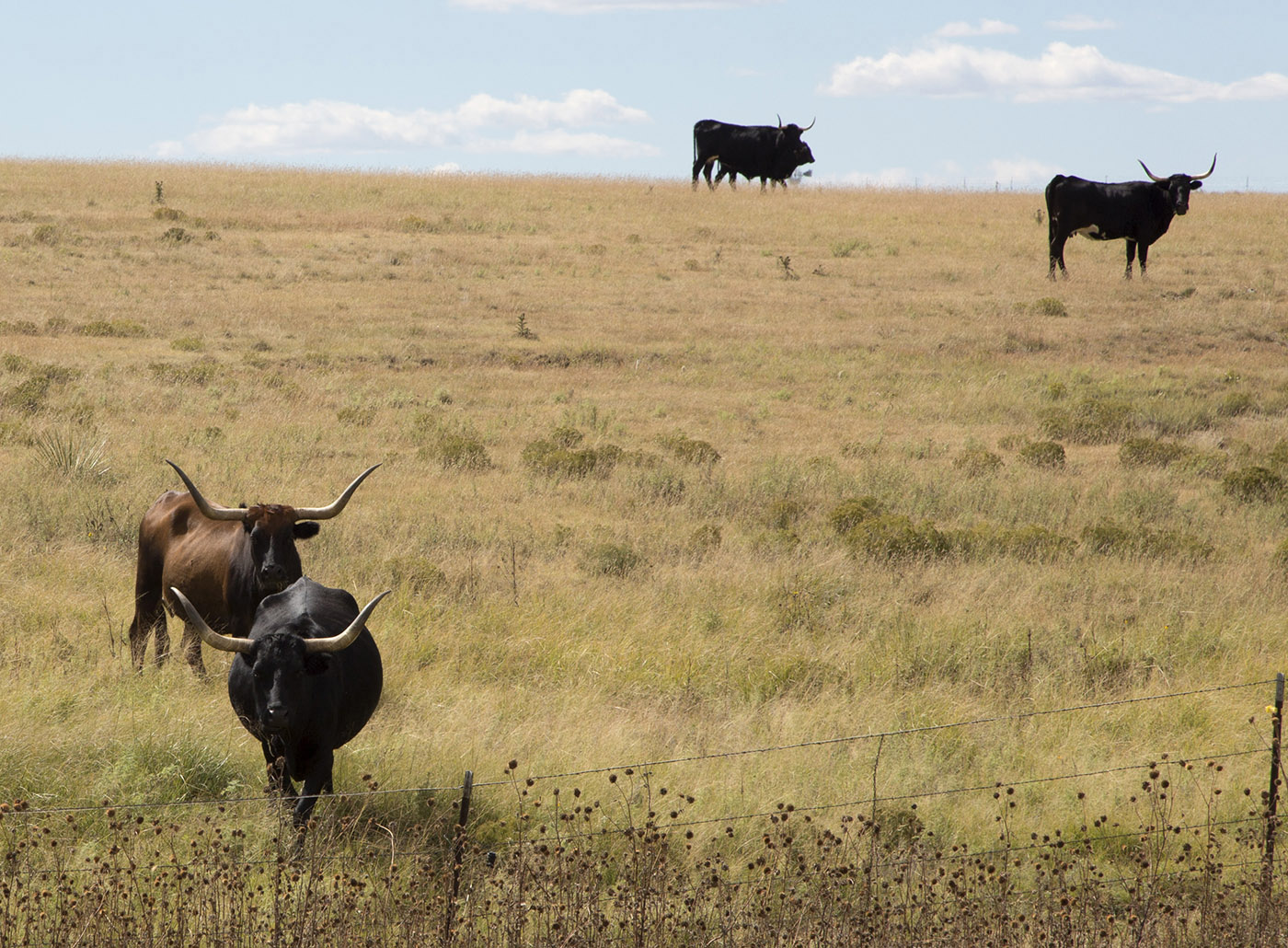 Texas Longhorn cattle on NM Highway 406 after crossing into New Mexico after driving from Kenton, OK