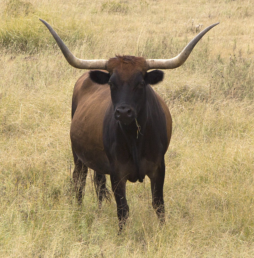 Texas Longhorn on NM Highway 406.