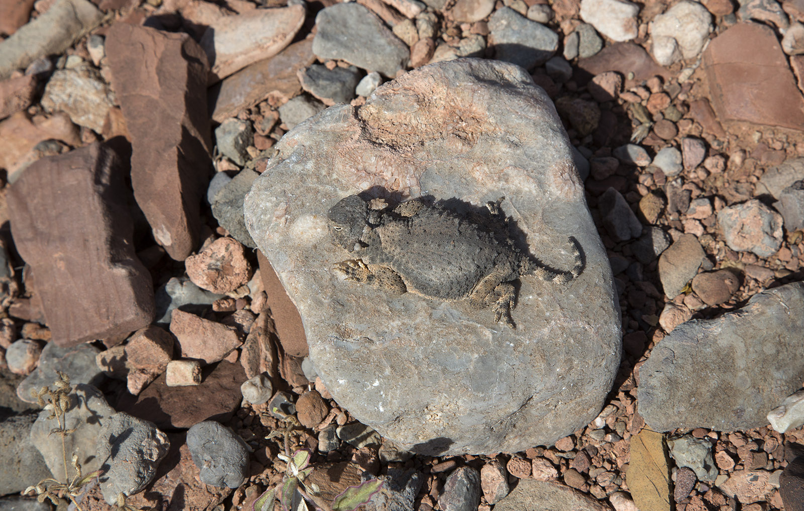 Horned toad sunning himself on weathered limestone surrounded by debris of limestone and shale on the Quebradas byway at stop 1.