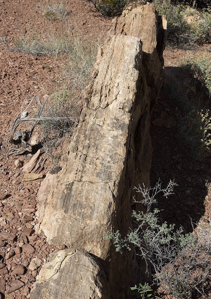 Folded sandstone at stop 4 on the Quebradas Back Country Byway.  These folded layers are an example of "tombstone topography" from the Meseta Blanca Member of the Yeso formation (Permian Period formation ~ 270 million years ago.)  Folding may have resulted from the Laramide orogeny of the early Tertiary Age (80-35 million years ago).