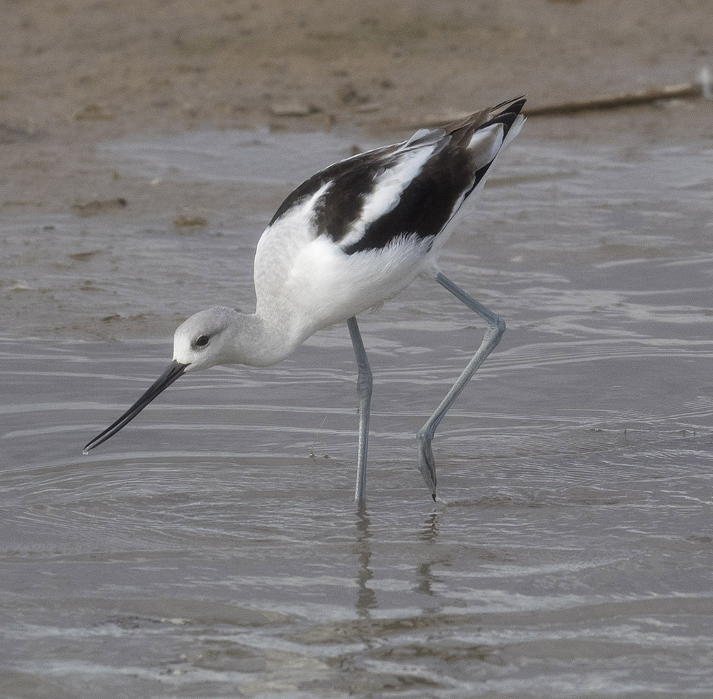 American Avocet at Bosque del Apache Wildlife Refuge near Socorro, NM.