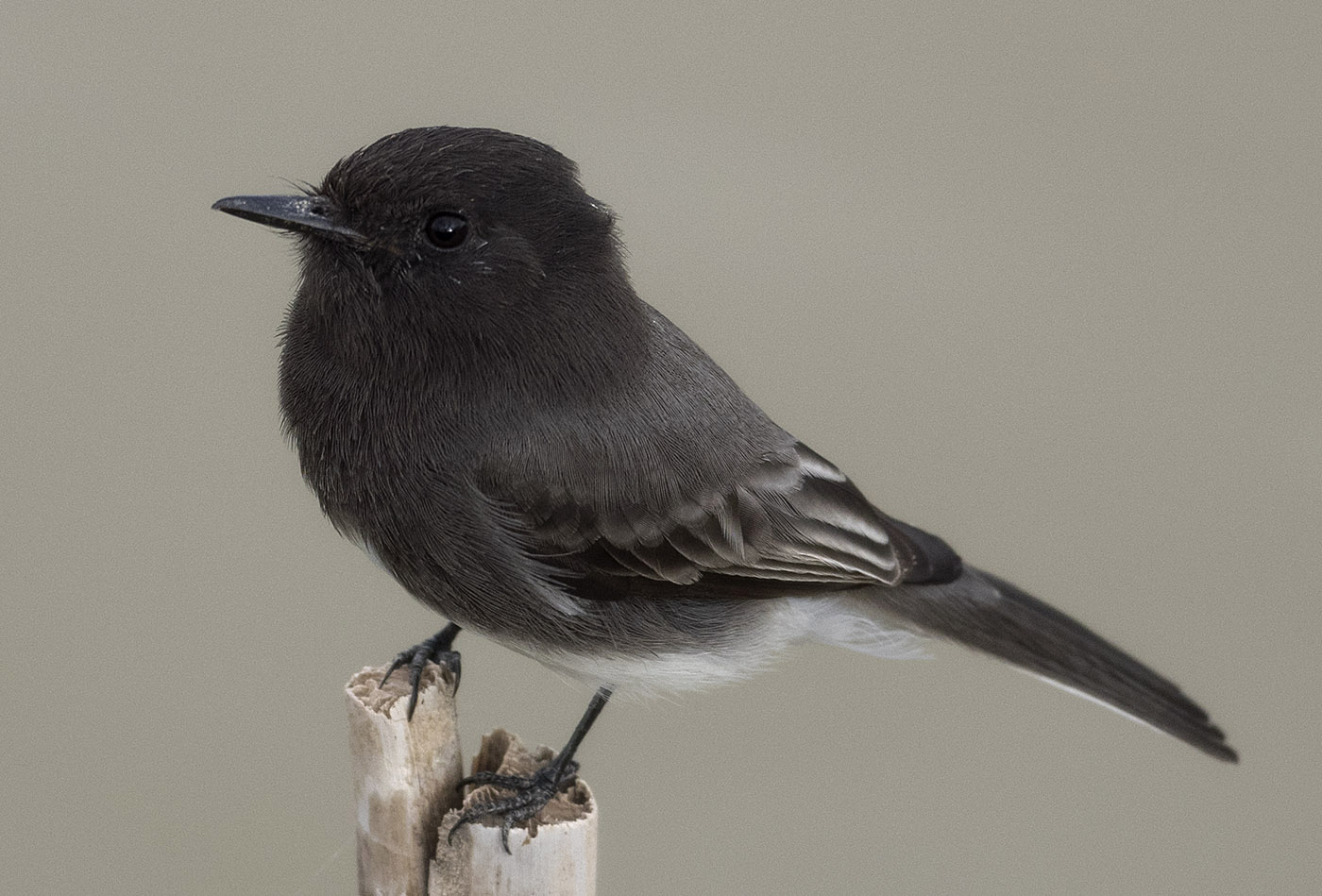 Black Phoebe (tyrant flycatcher) at Bosque del Apache Wildlife Refuge.