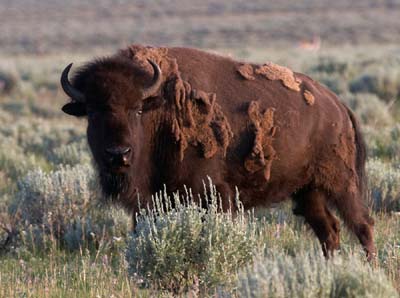 bison_IMG_1656